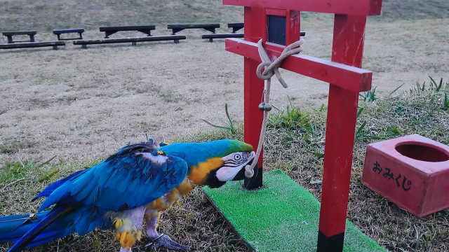 幸運の青い鳥！インコの運みくじ